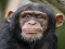 游戏Chimpanzee Jigsaw在线
