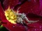 游戏Crab Spider Jigsaw在线