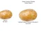 游戏Potato Construct 2 Edition在线