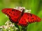 游戏Nature Jigsaw Puzzle Butterfly在线