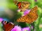 游戏Butterfly Slide在线