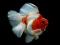 游戏Gold Fish Jigsaw Puzzle在线