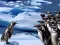 游戏Penguins Slide在线