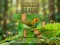 游戏Birds Slide在线