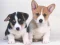 游戏Cute Puppies Puzzle在线
