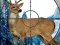 游戏Sniper Stag Hunter在线