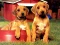 游戏Puppy Pairs Puzzle在线