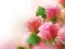 游戏Pink Roses在线
