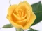 游戏Yellow Roses在线