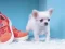 游戏Lovely Puppy Puzzle在线