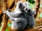 游戏Cute Baby Koala Bear在线