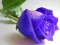 游戏Blue Roses在线