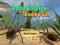 游戏Ants Empire Evolve Sim在线