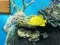 游戏Big fish eats small在线
