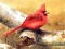 游戏Art Birds Puzzle在线