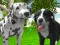 游戏Dog Simulator 3d在线