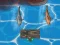 游戏Titanic Shark Attacks在线