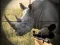 游戏Wild Rhino Hunter在线