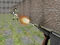 游戏Bullet Fire在线