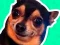 游戏What meme dog are you ?在线