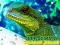 游戏Chinese Water Dragon Jigsaw在线