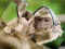 游戏Chimpanzee Jigsaw在线