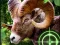 游戏Crazy Goat Hunter 2020在线