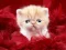 游戏Funny Kitty在线