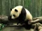 游戏Pandas Puzzle在线