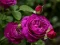 游戏Purple Roses在线