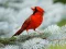 游戏Birds Puzzle在线