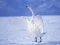 游戏Graceful Swans在线