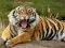 游戏Animals Jigsaw Puzzle Tiger在线