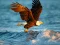游戏Animals Jigsaw Puzzle Eagle在线