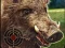 游戏Boar Hunting Jigsaw在线