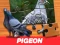 游戏Pigeon Jigsaw Puzzle在线