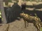 游戏African Cheetah Hunting Simulator在线