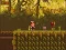 游戏The Lost Forest在线