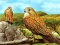 游戏Birds of Prey Slide在线