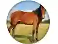 游戏Animal Quiz在线