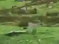 游戏Pigeons Hunting在线