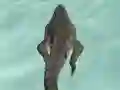 游戏Crocodile Simulator Beach Hunt在线