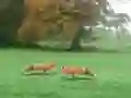 游戏Hunted Fox在线
