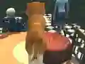 游戏Dog Simulator: Puppy Craft在线