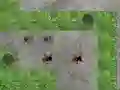游戏Spider Tower Defence在线