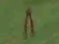 游戏Dino Hunt在线