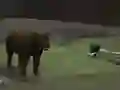 游戏Bear Den在线