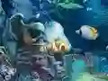 游戏Sunken Gold在线