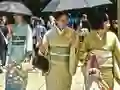 游戏100 Butterflies in Japan在线