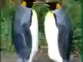 游戏Penguin Puzzle在线